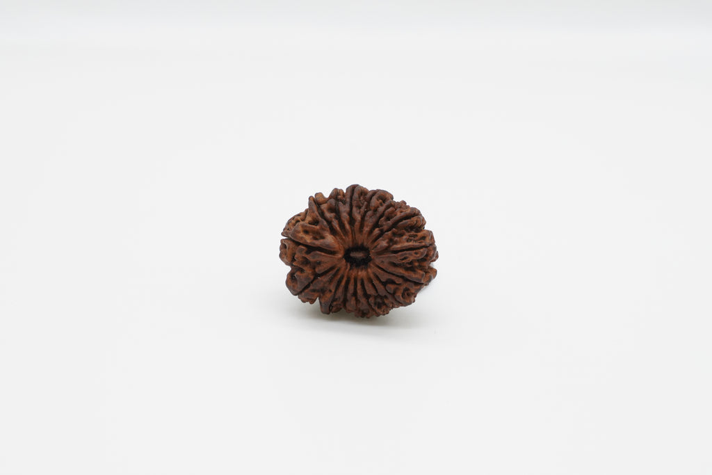 16 Mukhi