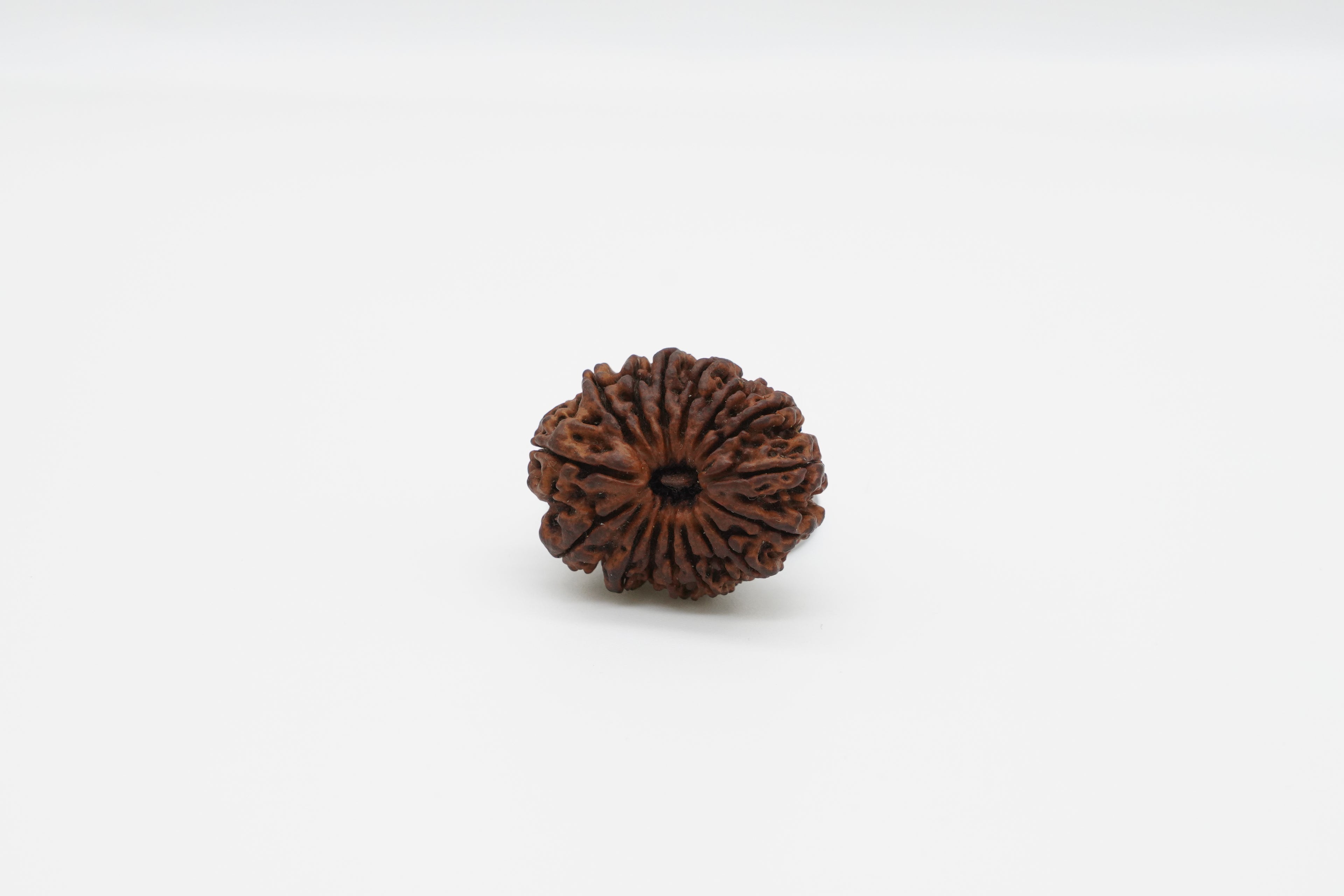 16 Mukhi