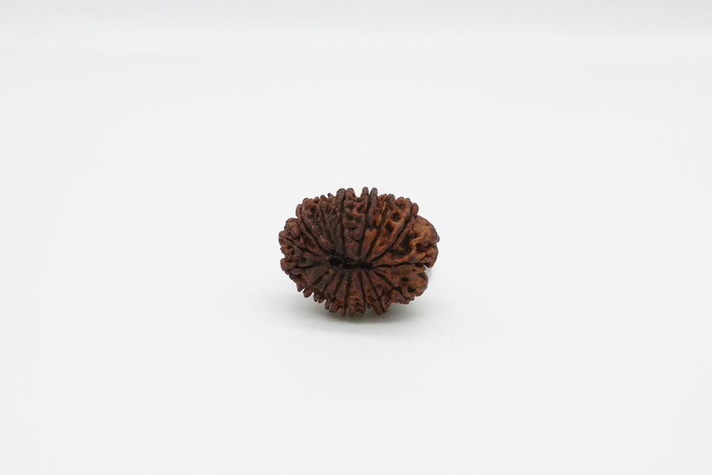 16 Mukhi