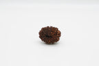 16 Mukhi