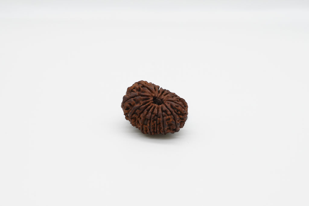 16 Mukhi