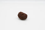16 Mukhi