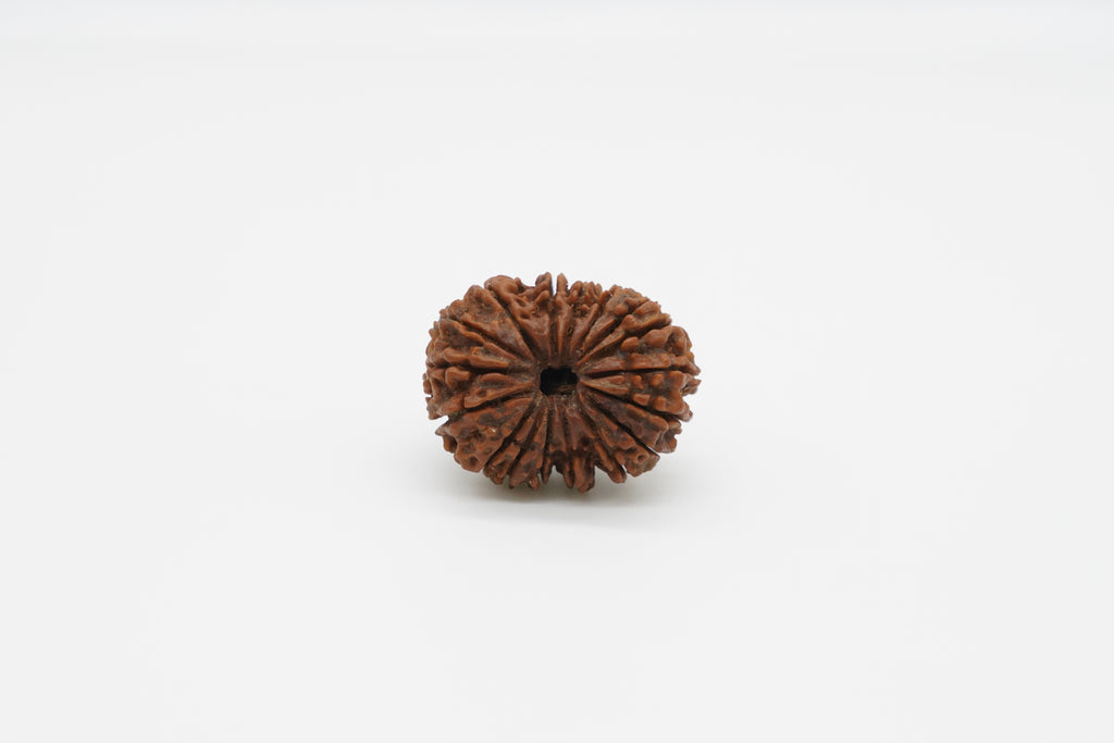 17 Mukhi