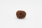 17 Mukhi