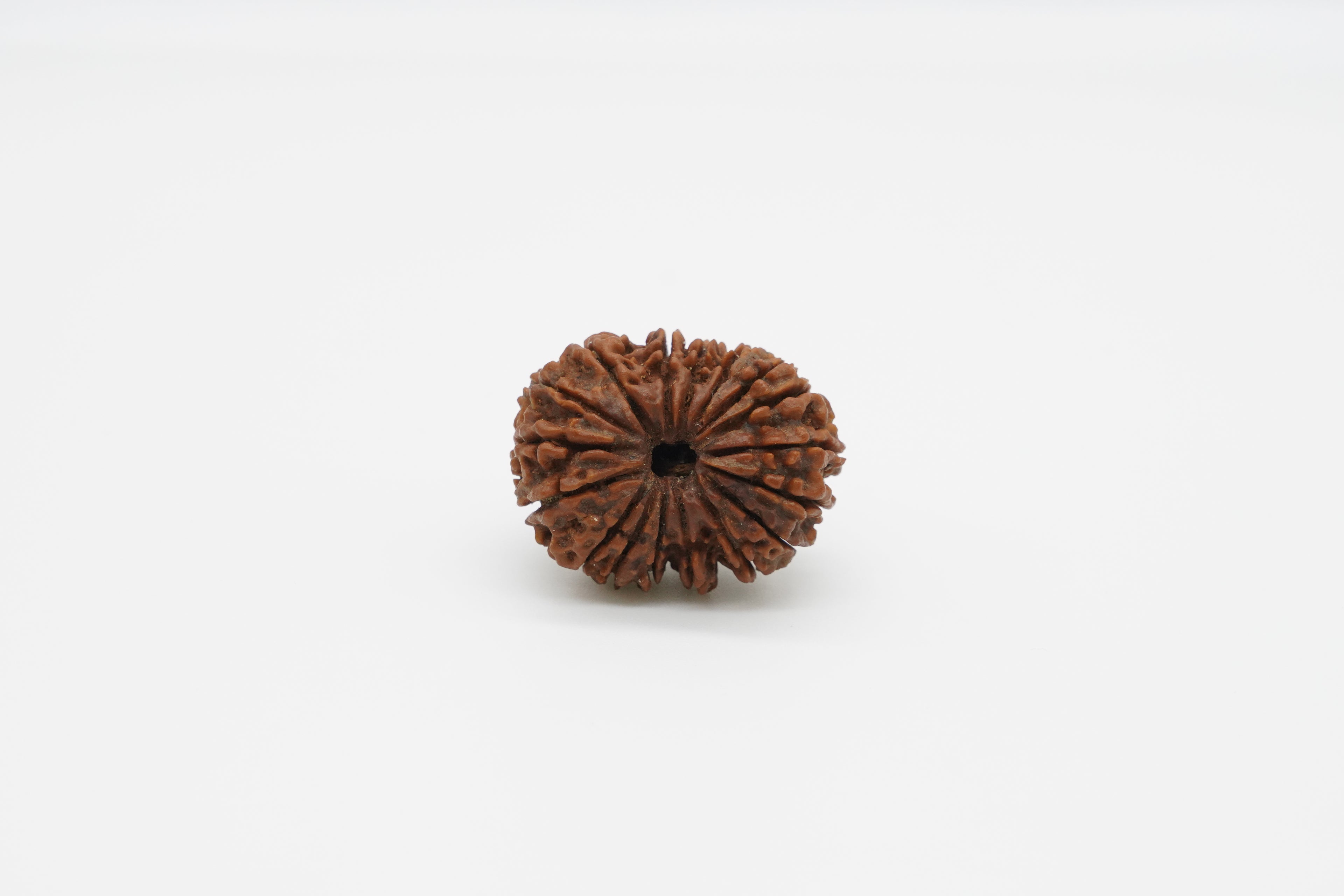 17 Mukhi