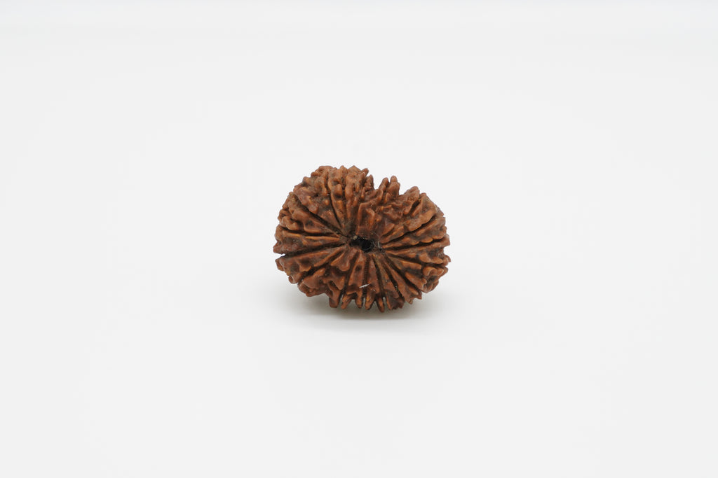 17 Mukhi