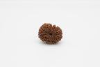 17 Mukhi