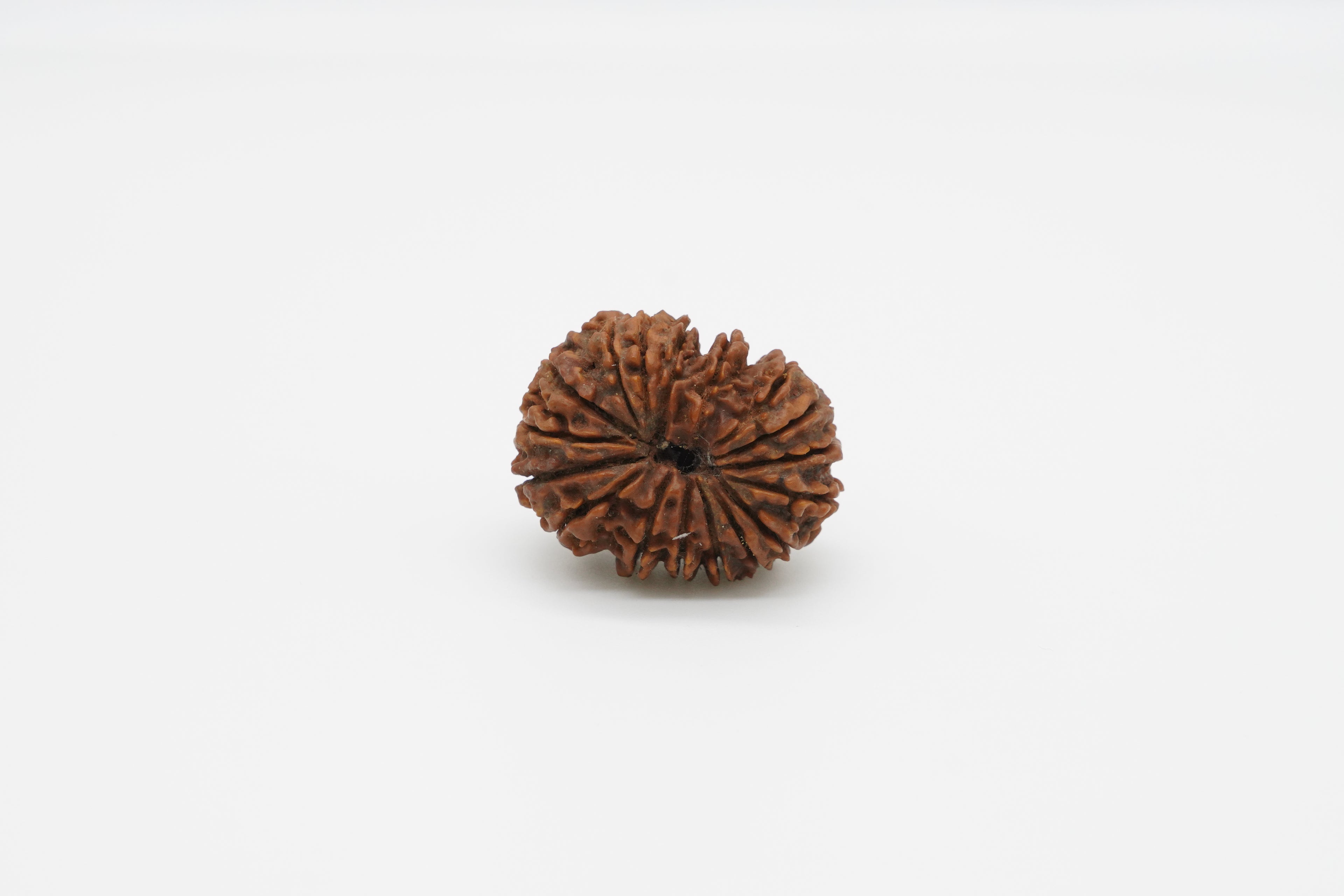 17 Mukhi