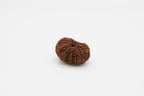 17 Mukhi