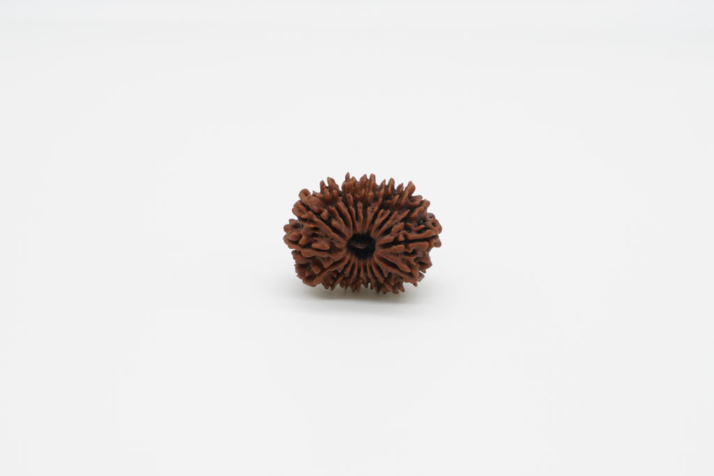 18 Mukhi