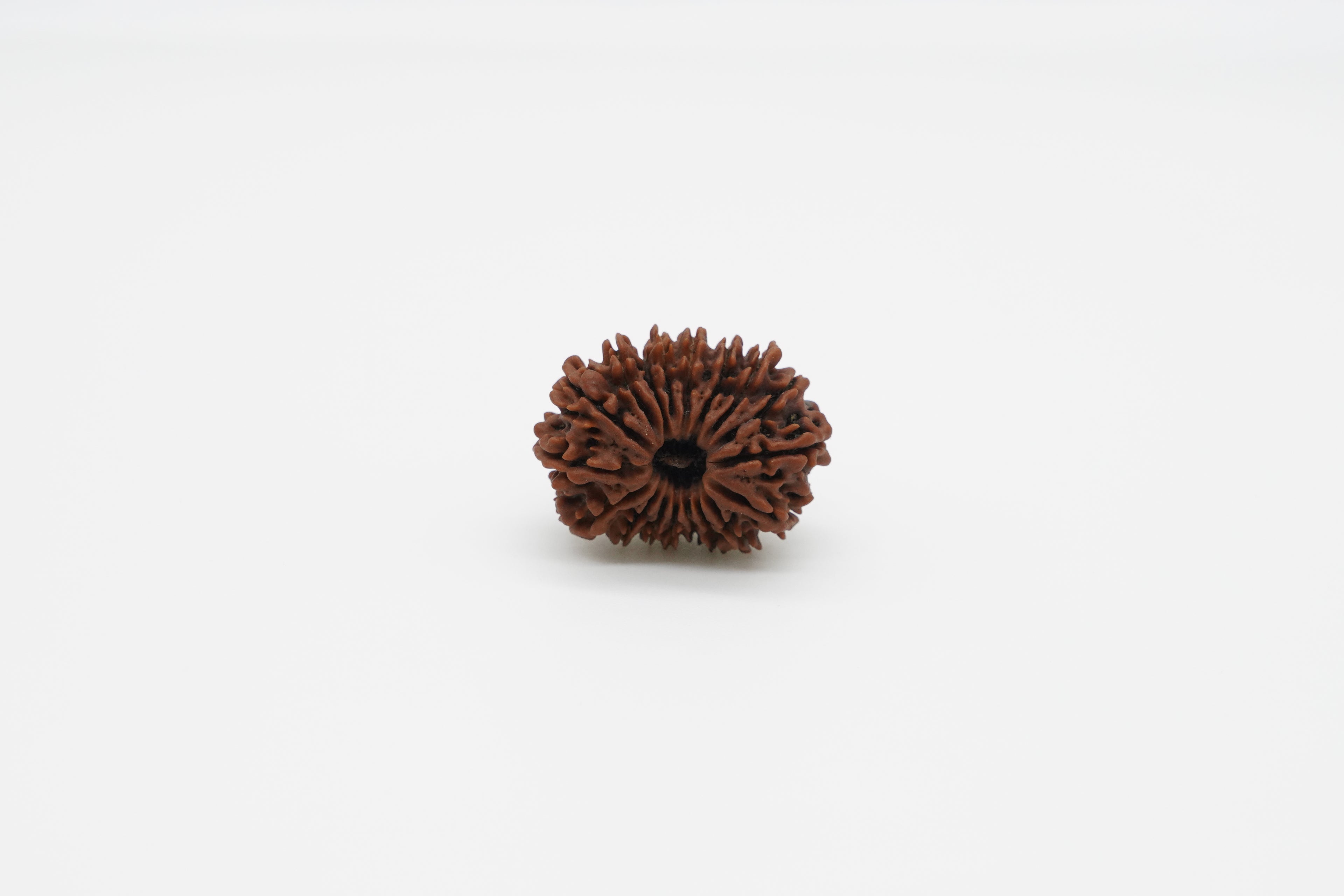18 Mukhi