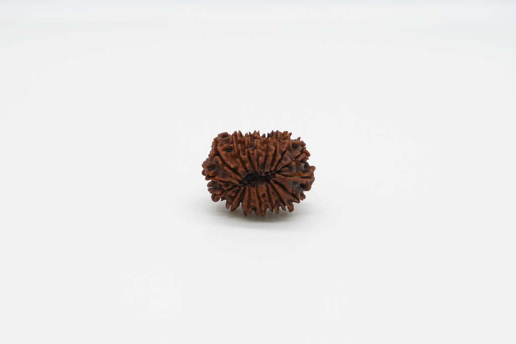 18 Mukhi