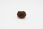 18 Mukhi