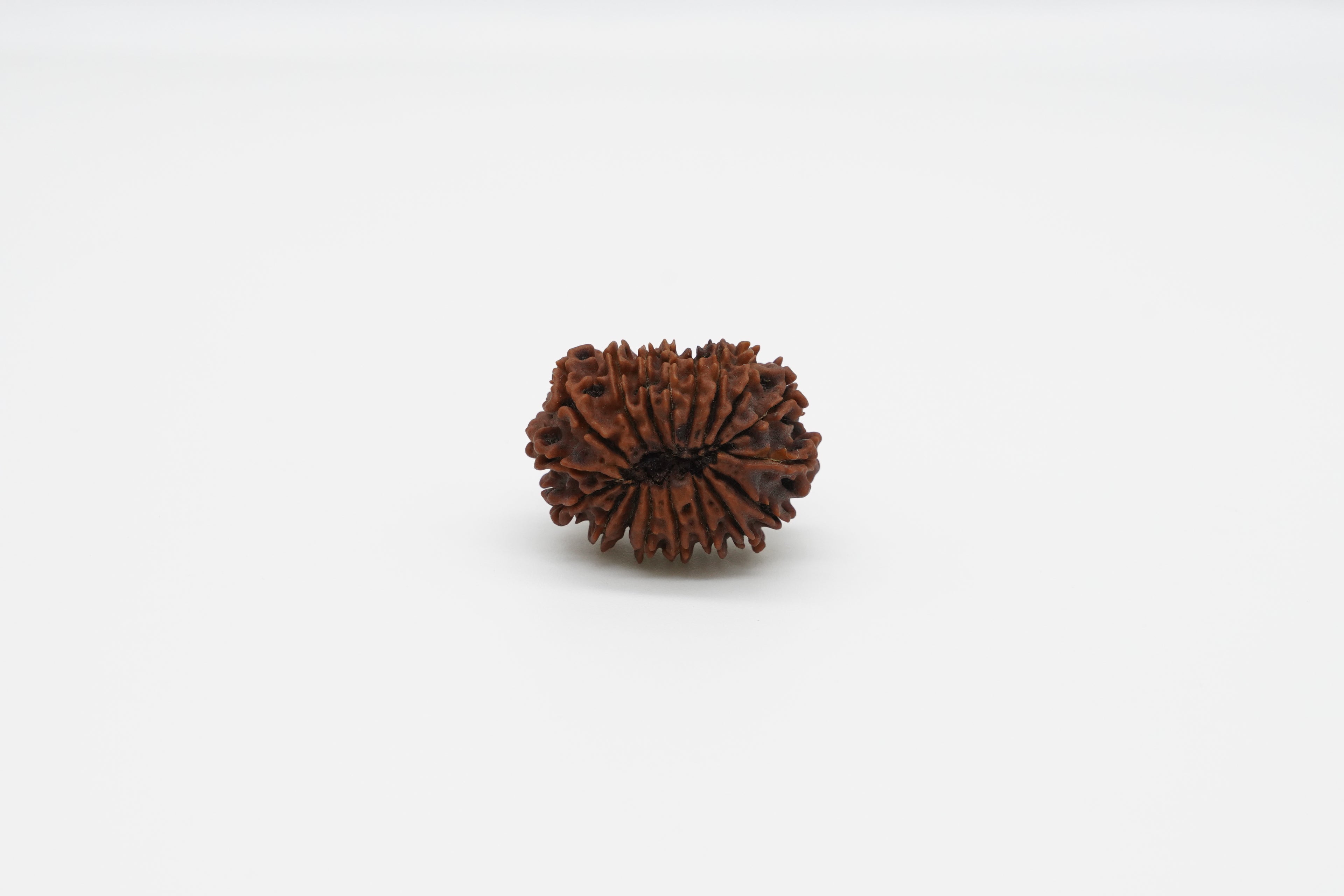 18 Mukhi