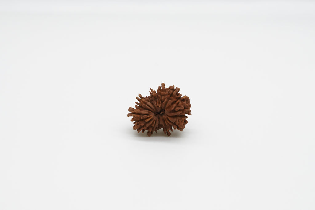 19 Mukhi