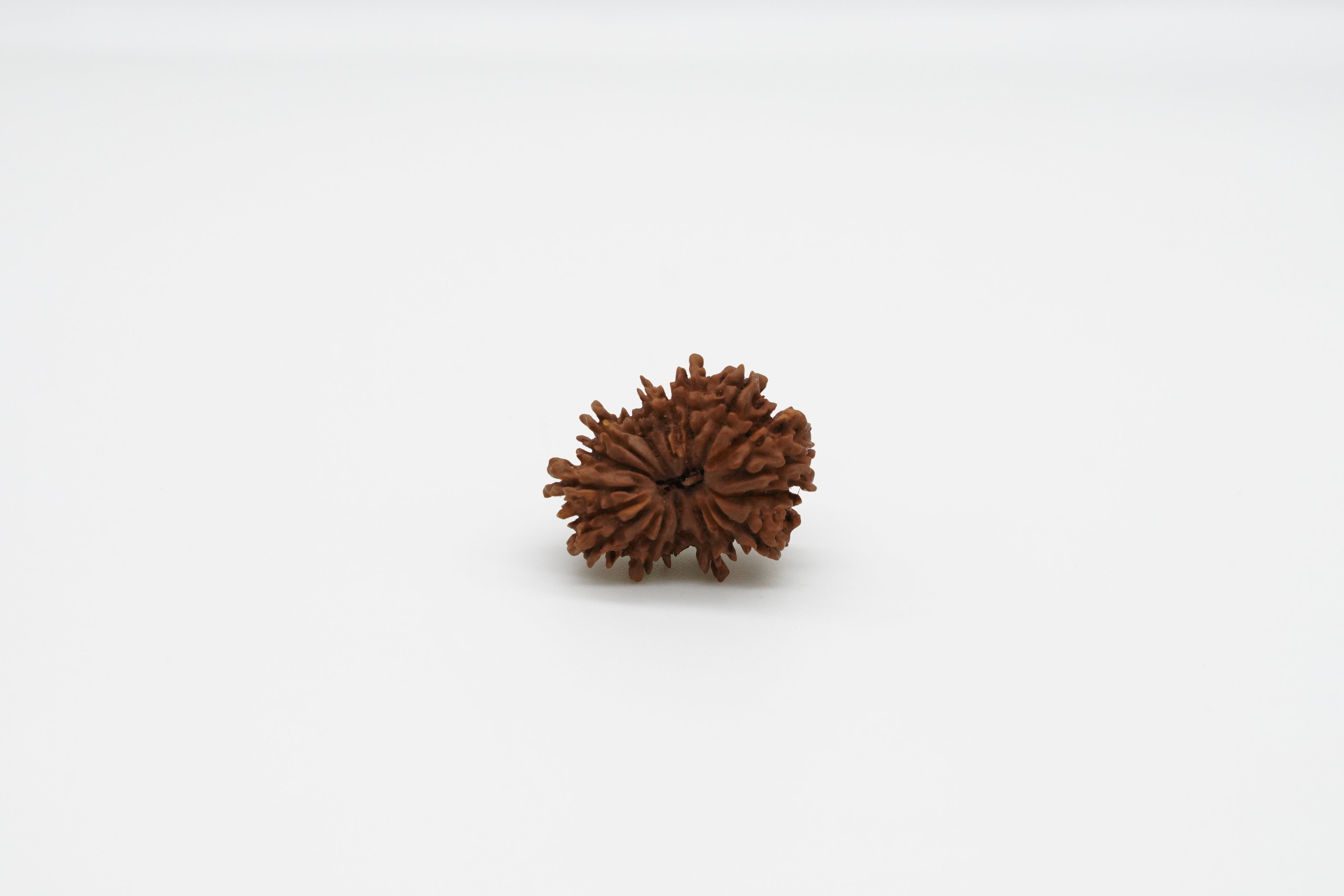 19 Mukhi