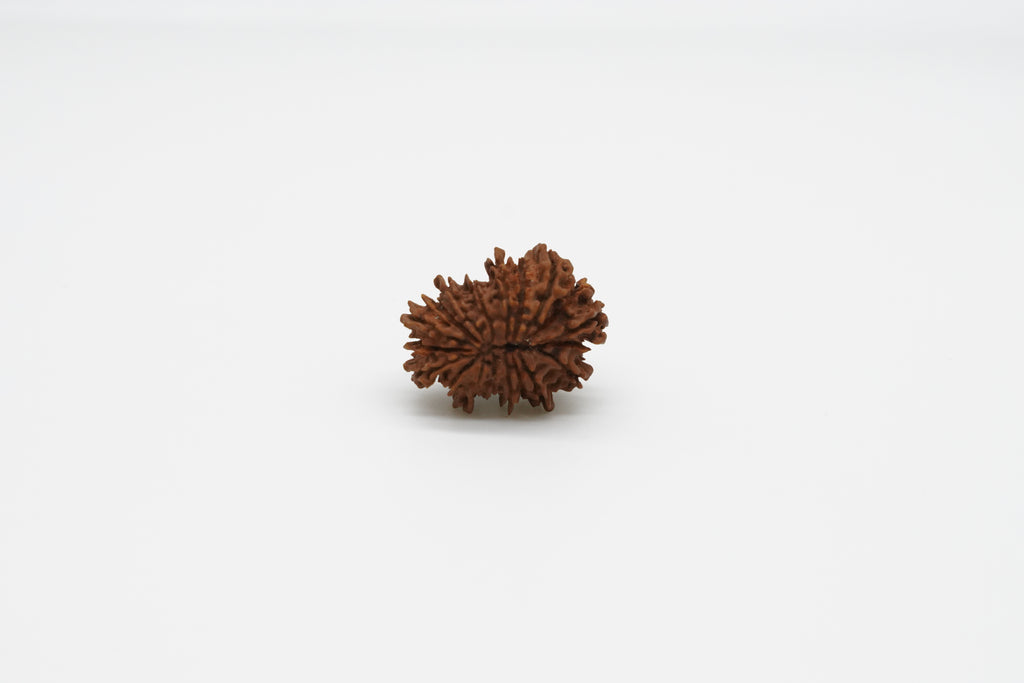 19 Mukhi