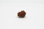 19 Mukhi