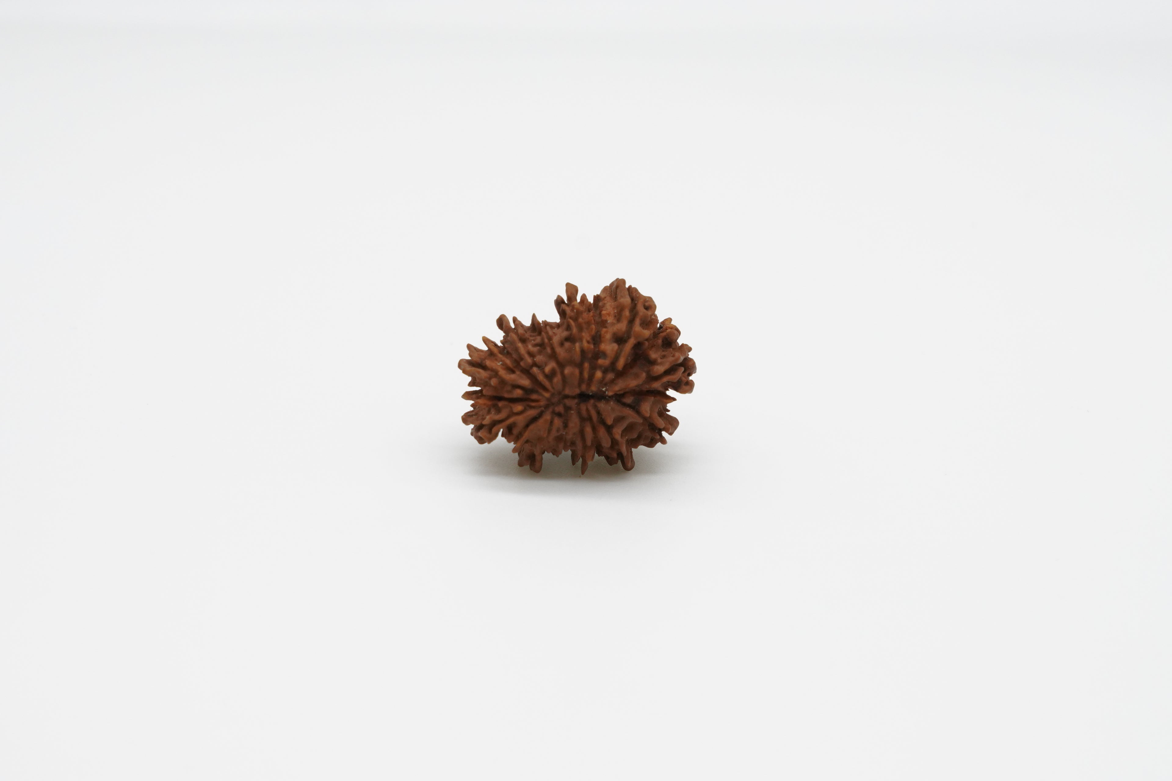 19 Mukhi