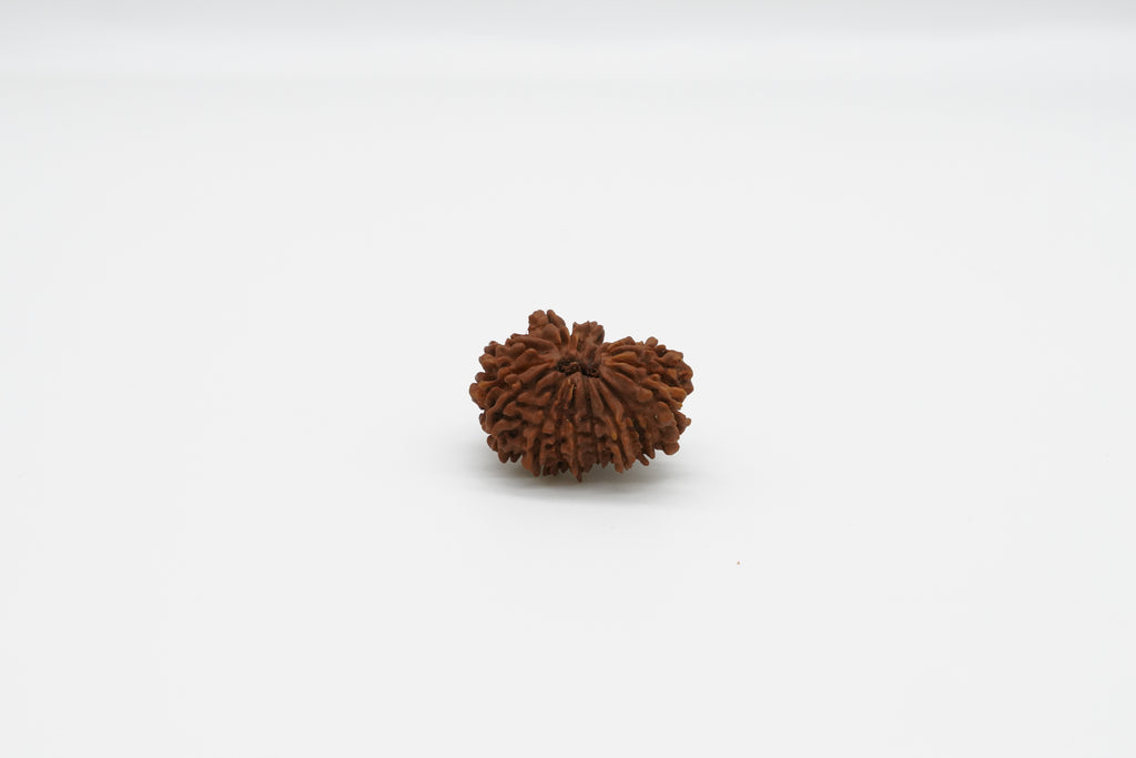 19 Mukhi