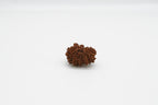 19 Mukhi