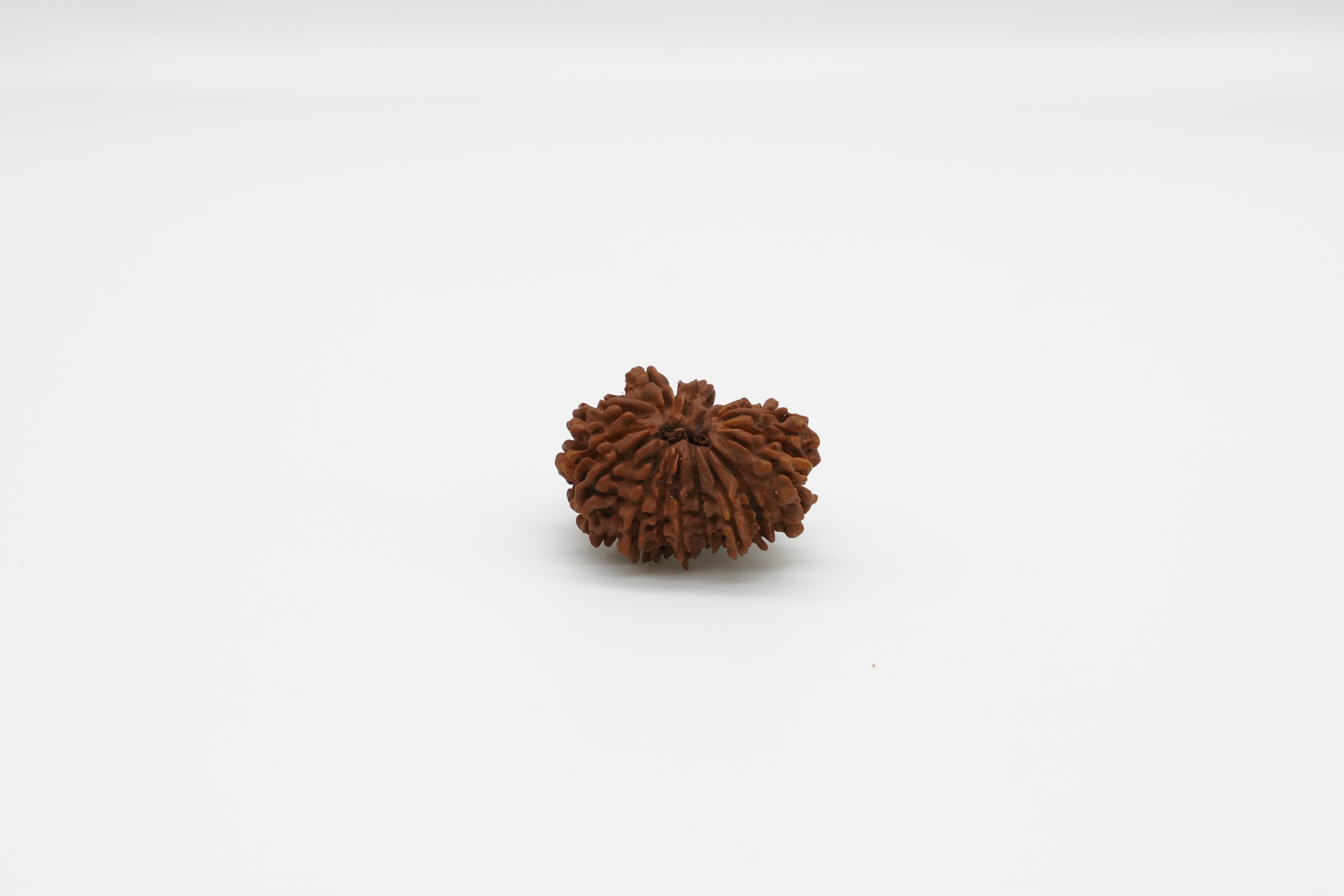 19 Mukhi