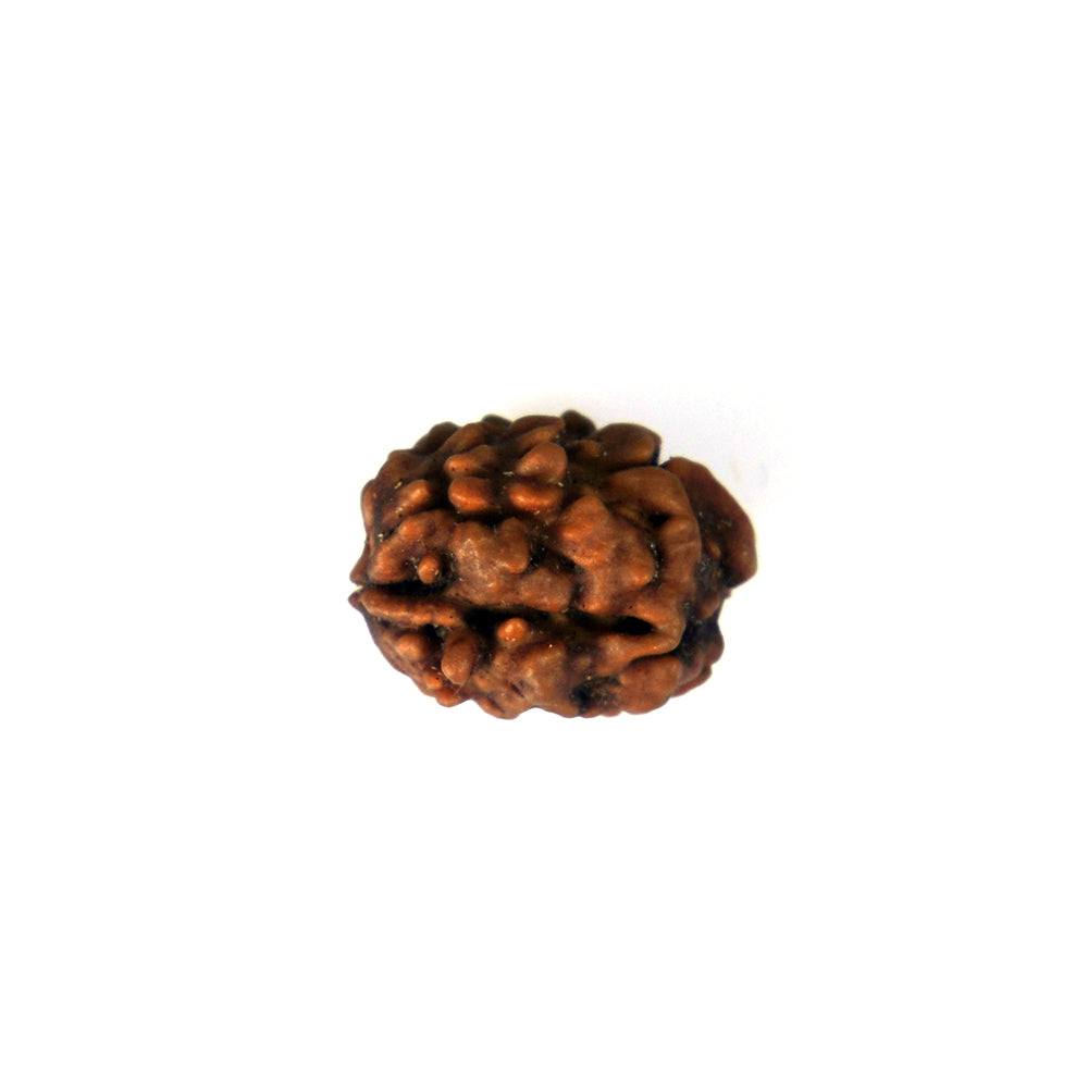 2 Mukhi