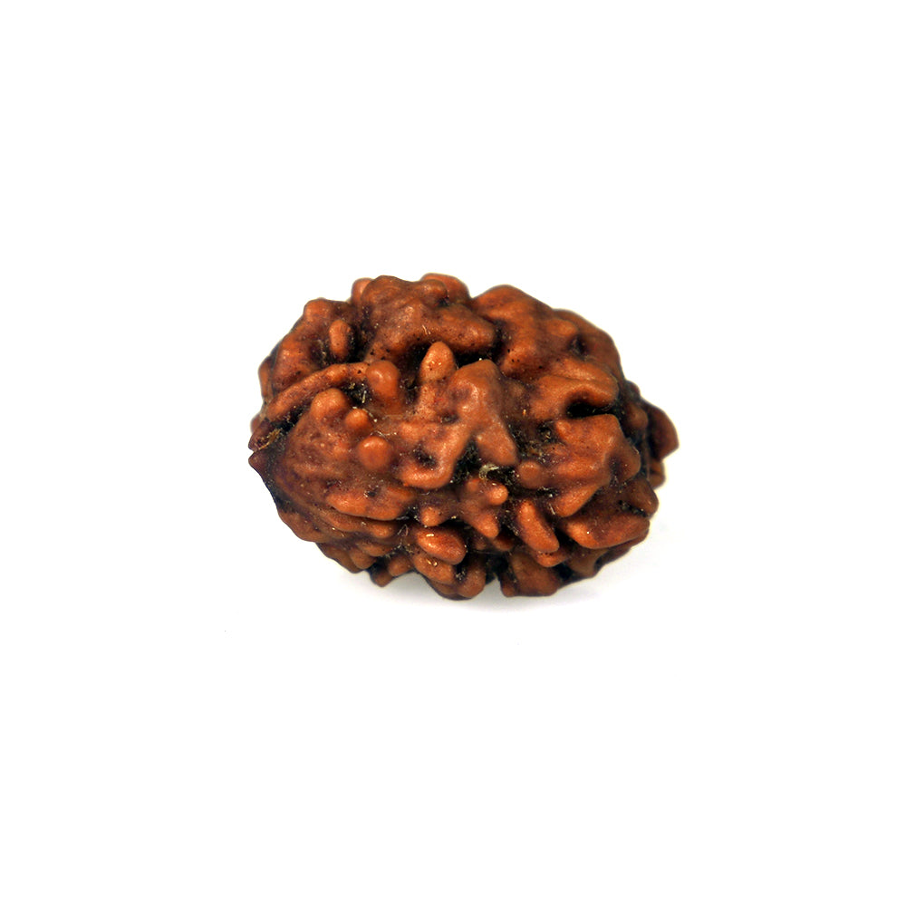 2 Mukhi