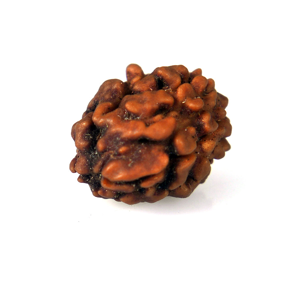 2 Mukhi