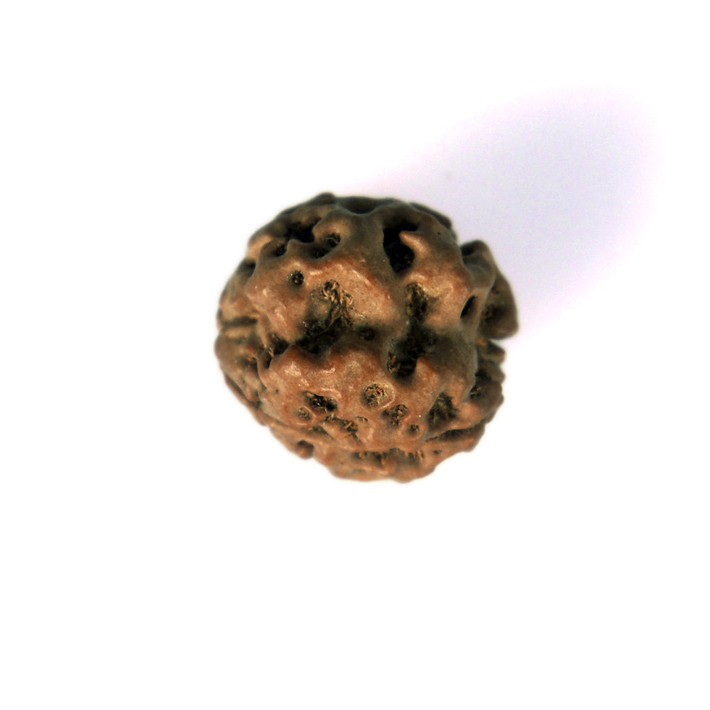 3 Mukhi