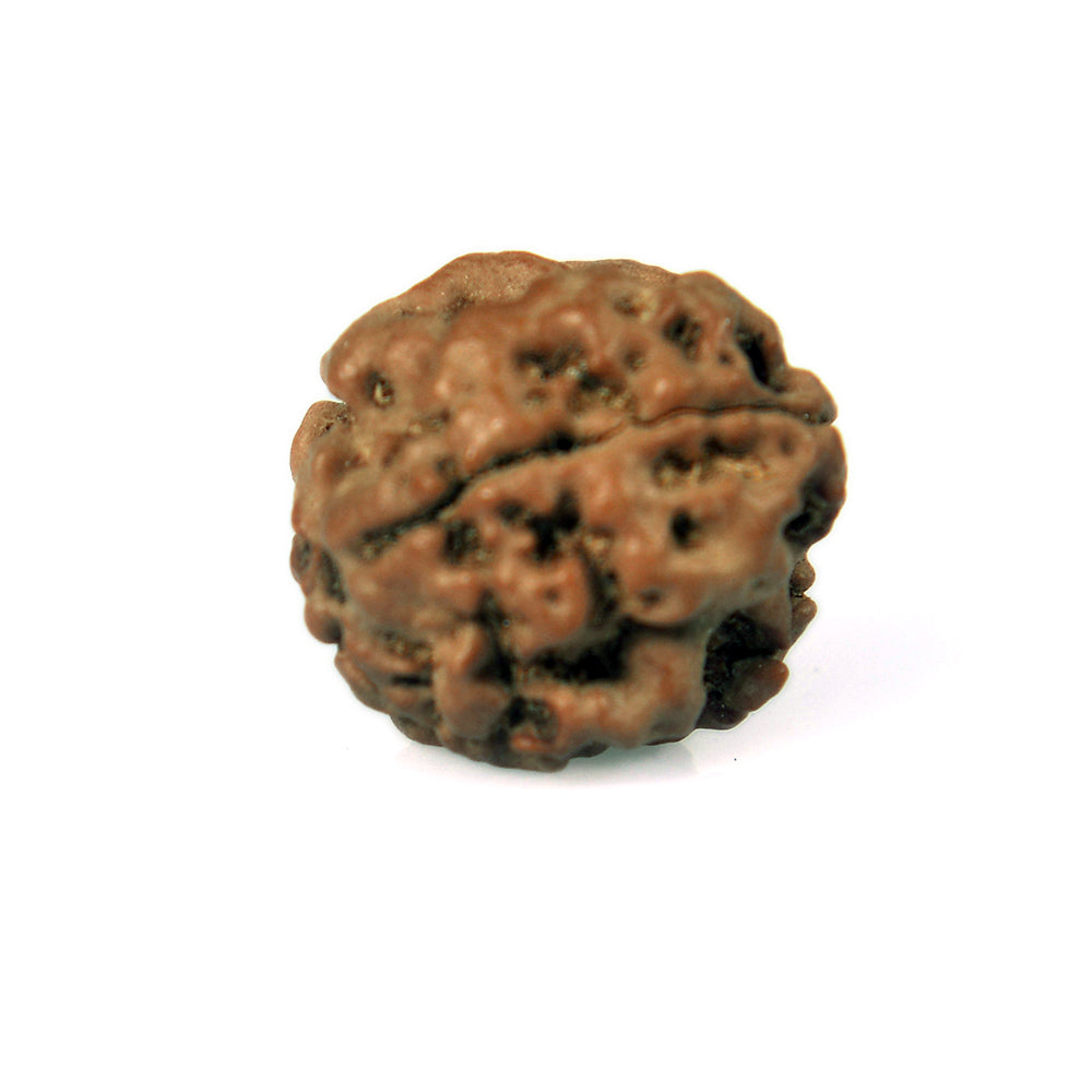 3 Mukhi
