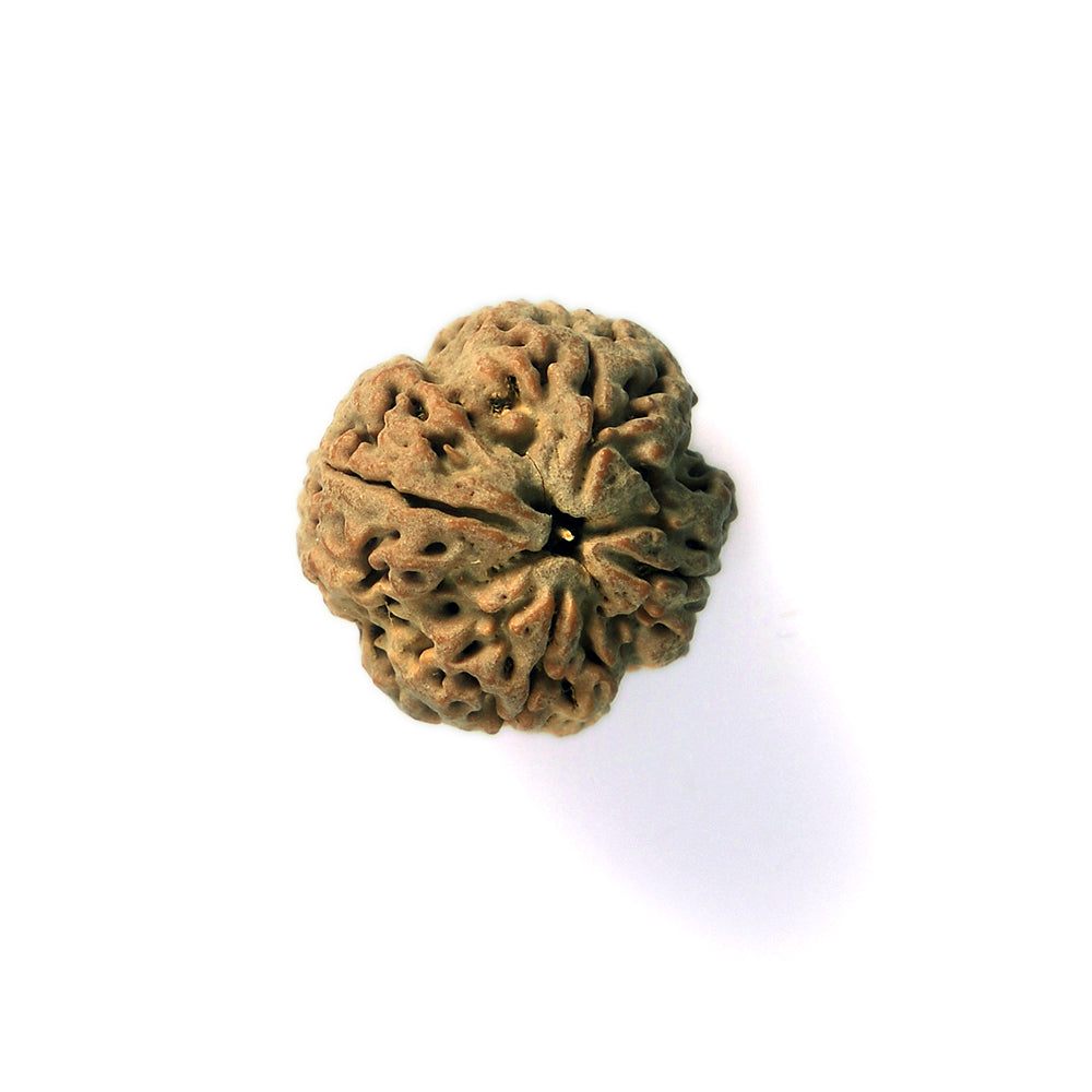 4 Mukhi