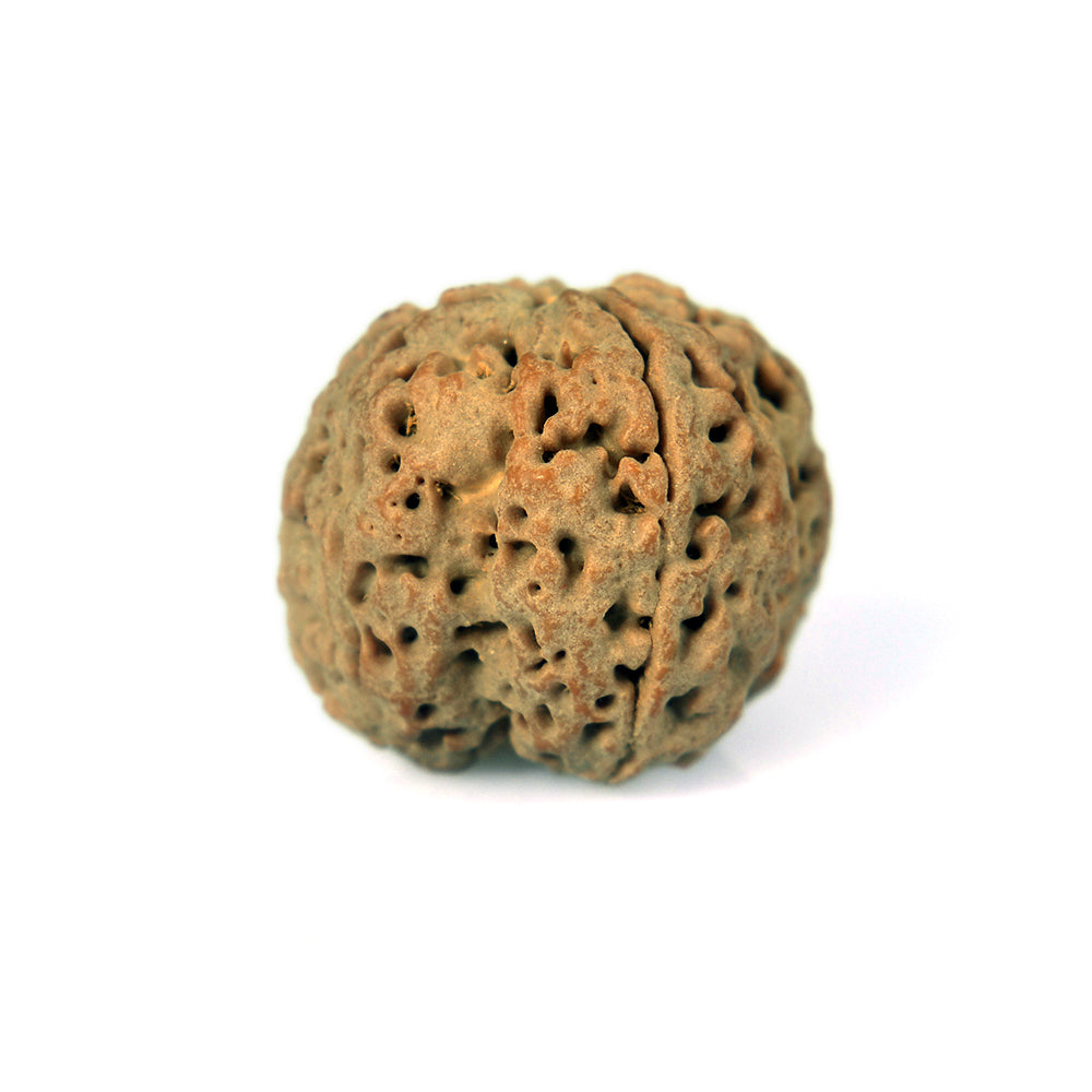 4 Mukhi
