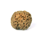 4 Mukhi
