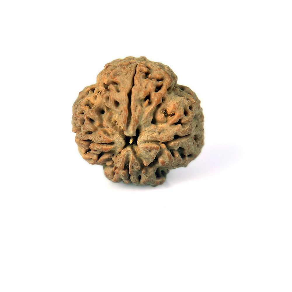 4 Mukhi