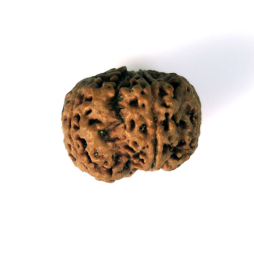 5 Mukhi