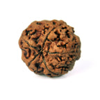 5 Mukhi