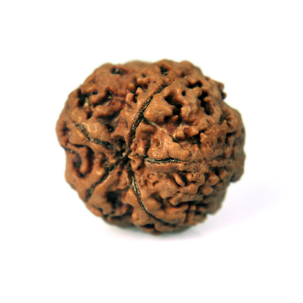 5 Mukhi