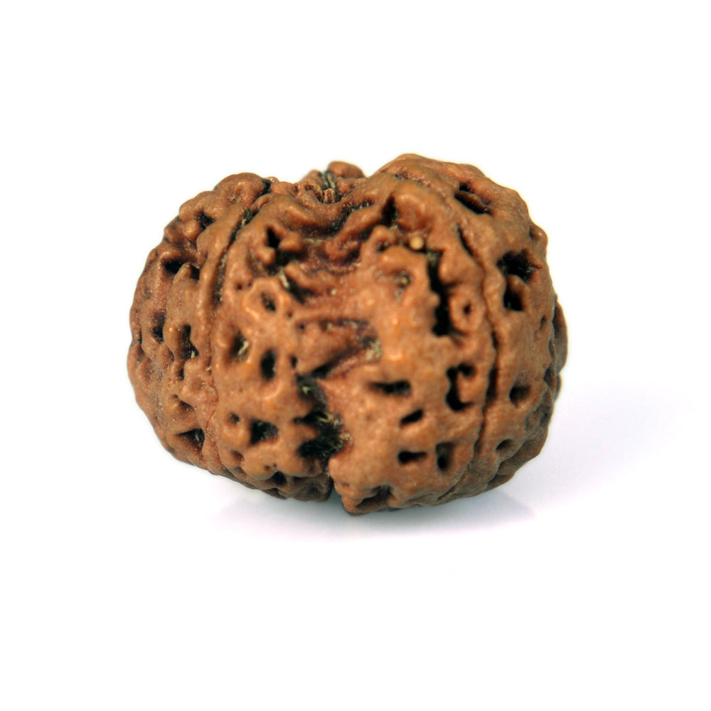 5 Mukhi