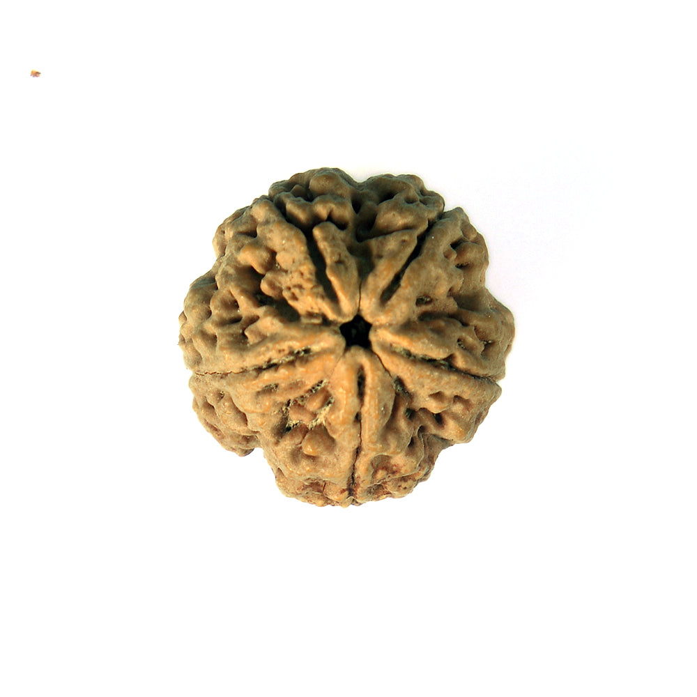 5 Mukhi