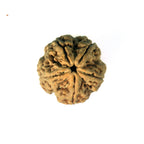 5 Mukhi