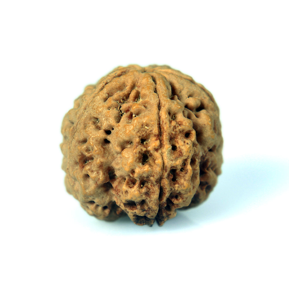5 Mukhi