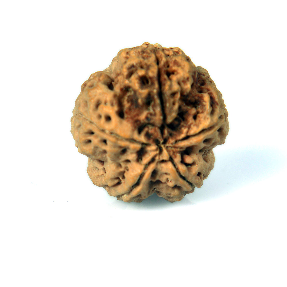 5 Mukhi