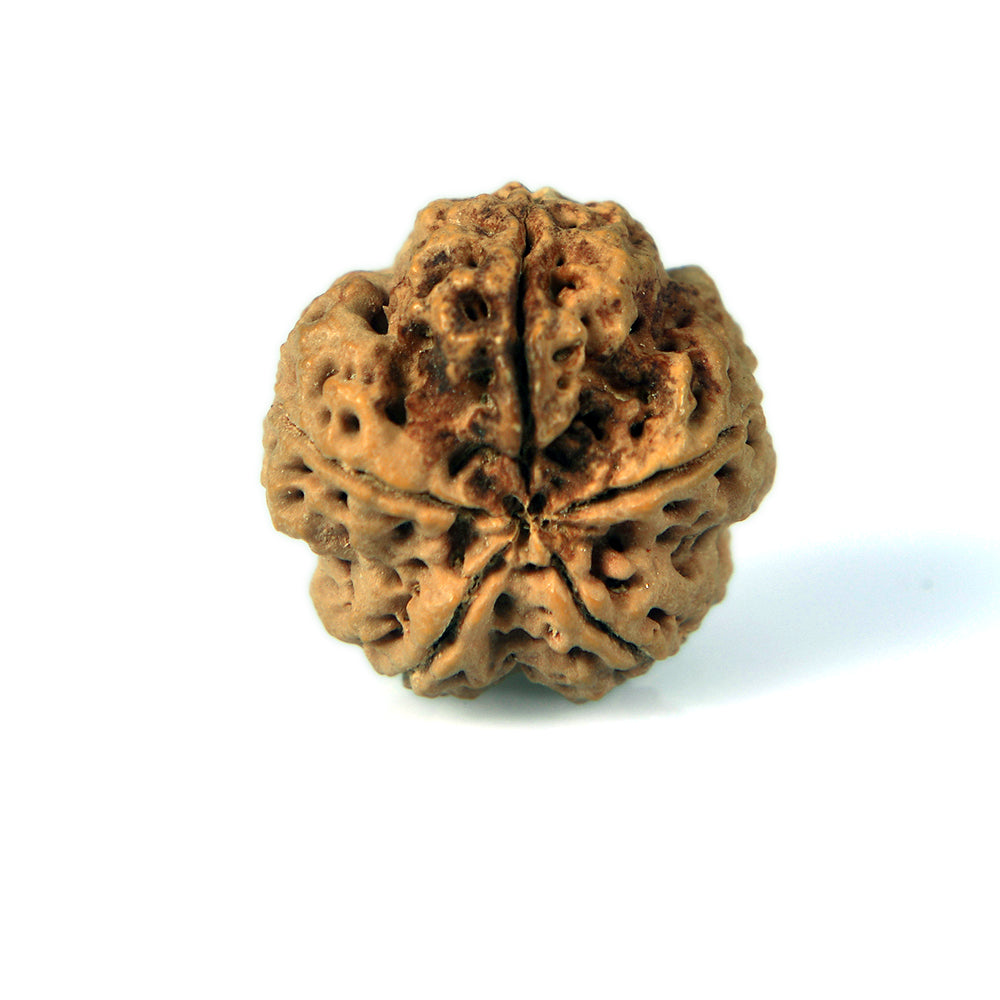 5 Mukhi