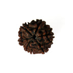 6 Mukhi