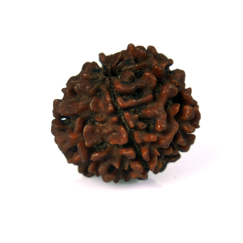6 Mukhi