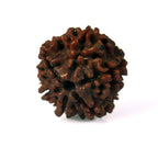 6 Mukhi