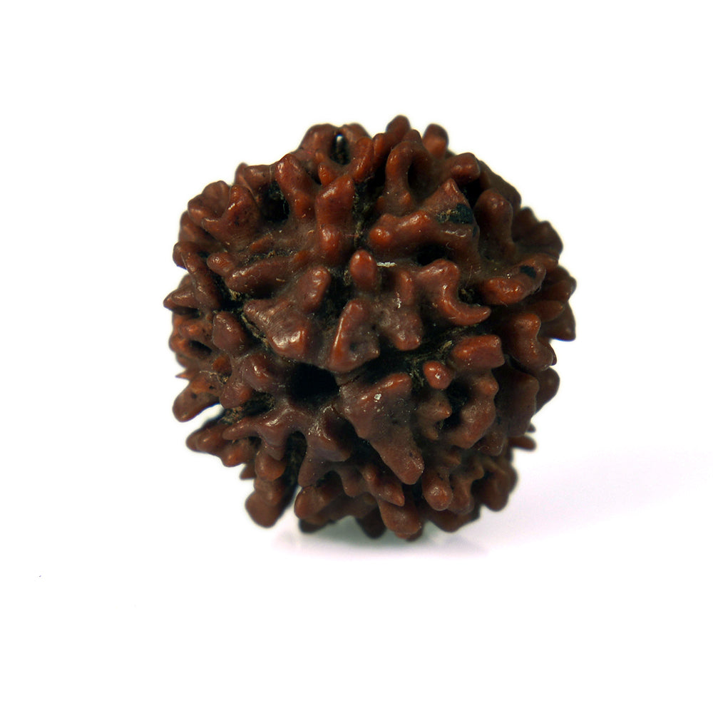 6 Mukhi