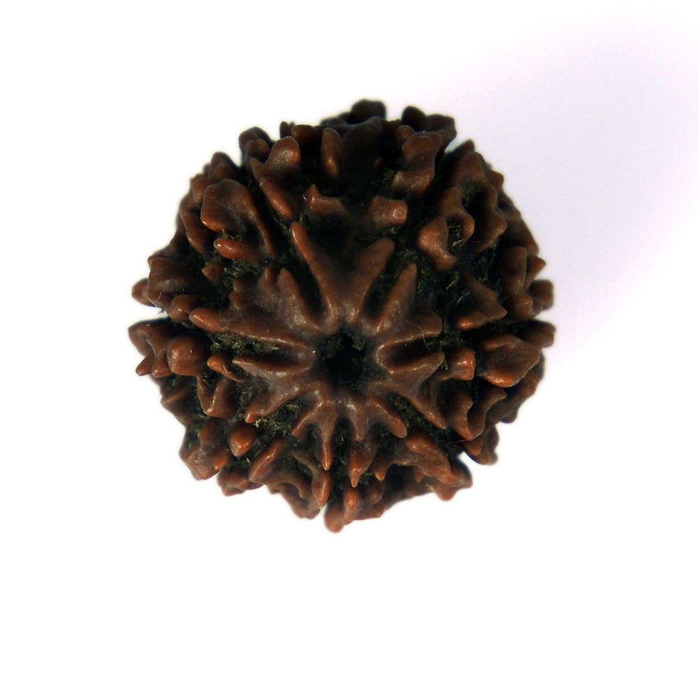 7 Mukhi