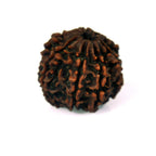 7 Mukhi